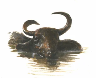 Búfalo de água, 2015 wc em papel